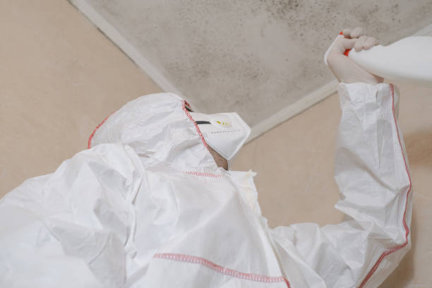 Professional Mold Remediation in St Anthony, ID